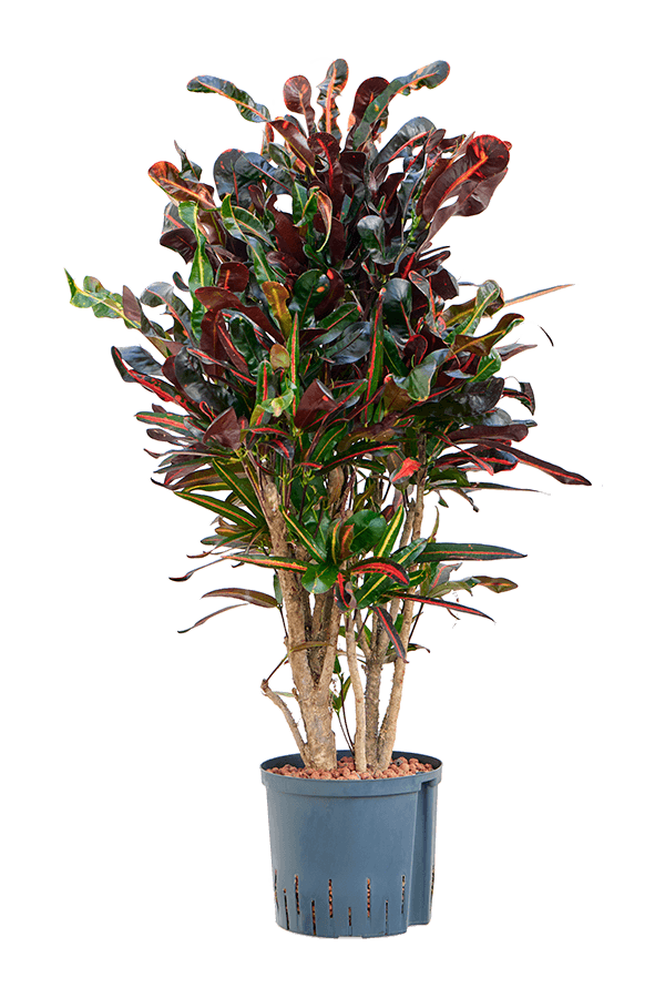 Hydroplant Croton (Codiaeum) Variegatum Mammi