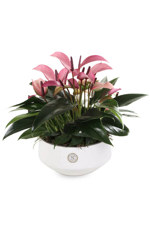 Table Anthurium pourpre