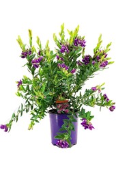 Polygala Bush S