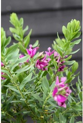 Polygala Bush S