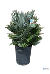 Chamaerops Humilis Vulcano