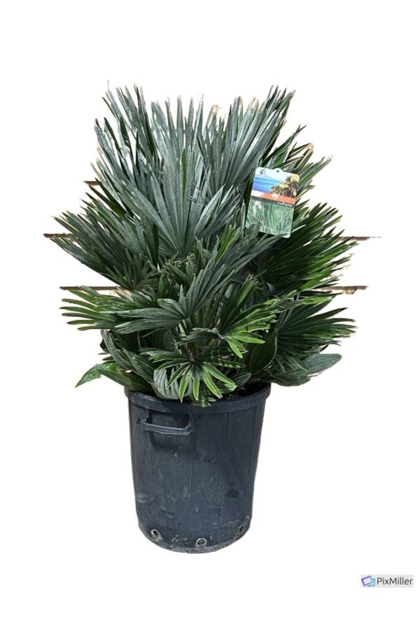 Chamaerops Humilis Vulcano