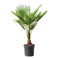 Trachycarpus