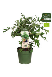 Ficus Carica Figuier M