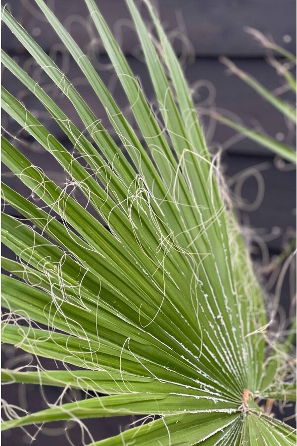 Washingtonia Palmier Mexicain  XL