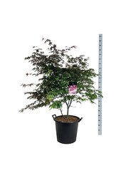 Érable Acer Atropurpureum