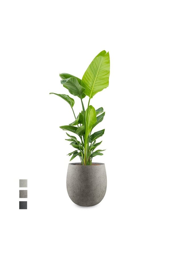 Strelitzia Nicolai dans un ballon en forme de pot de fleurs