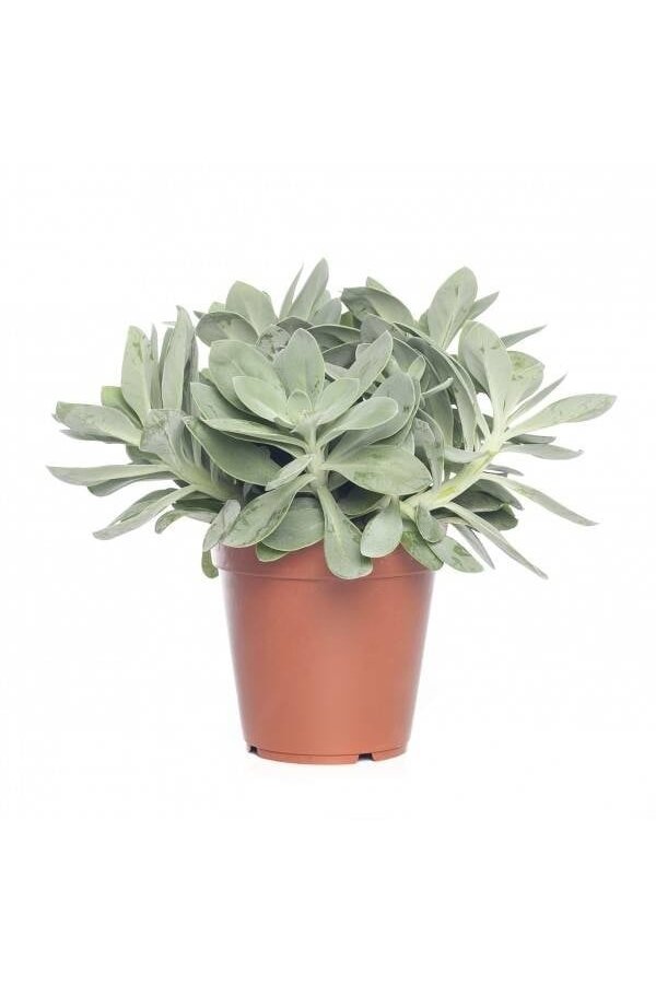 Paquet de succulentes