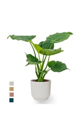 Alocasia Cucullata en pot plié Vibes