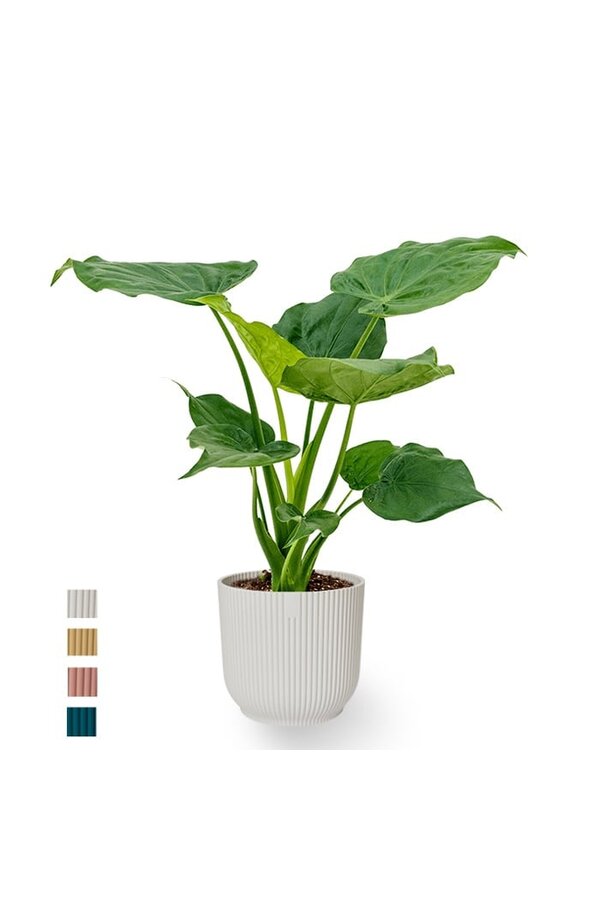 Alocasia Cucullata en pot plié Vibes