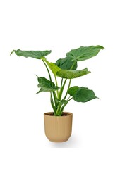 Alocasia Cucullata en pot plié Vibes