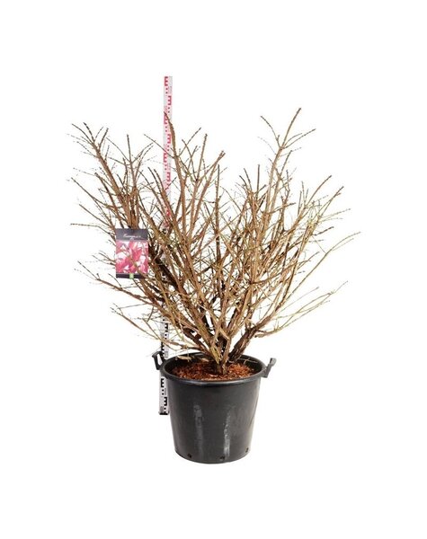 Euonymus