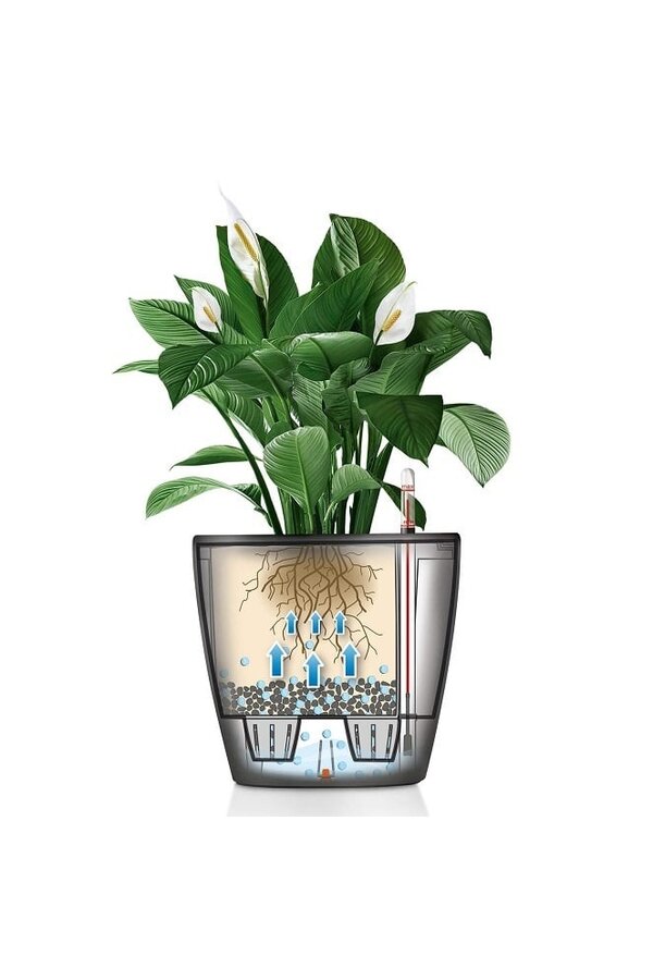 Calathea in Self-watering Classico