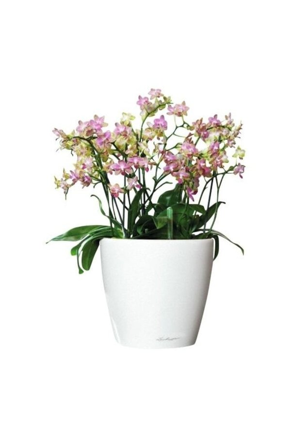 Orchidées dans le Classico autarcique