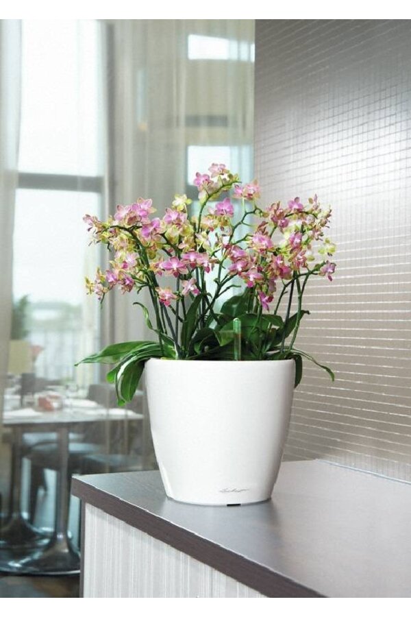 Orchidées dans le Classico autarcique