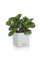 Succulentes dans la tendance à l'auto-arrosage