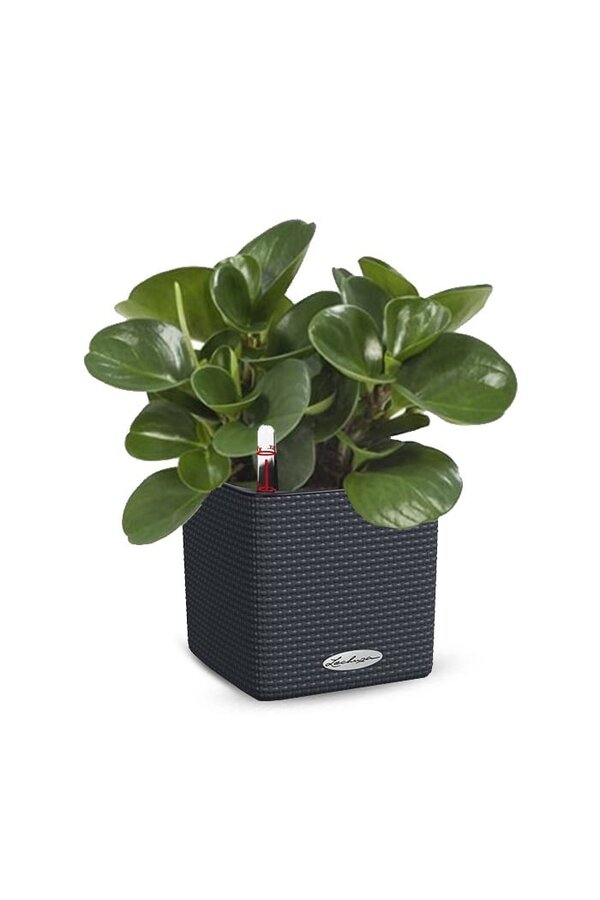 Succulentes dans la tendance à l'auto-arrosage