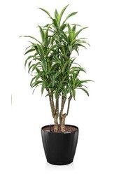 Dracaena lemon line in self-watering Classico