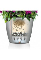 Dracaena lemon line in self-watering Classico