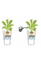 Dracaena lemon line in self-watering Classico