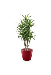 Dracaena lemon line in self-watering Classico