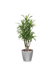 Dracaena lemon line in self-watering Classico