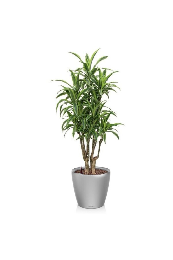 Dracaena lemon line in self-watering Classico