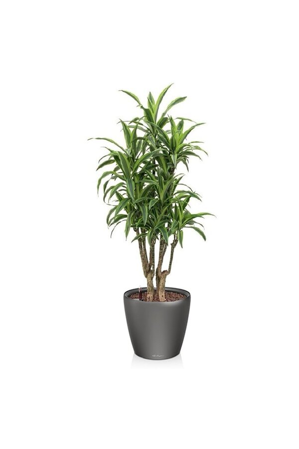 Dracaena lemon line in self-watering Classico