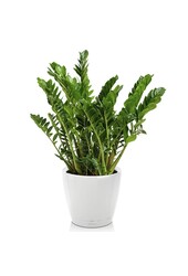 Zamioculcas dans le Classico de l'autogestion