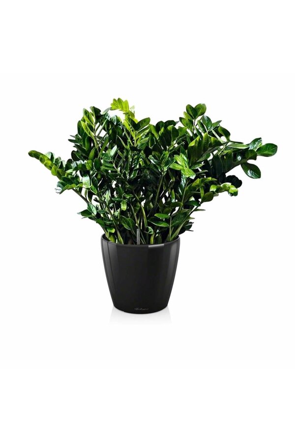 Zamioculcas dans le Classico de l'autogestion