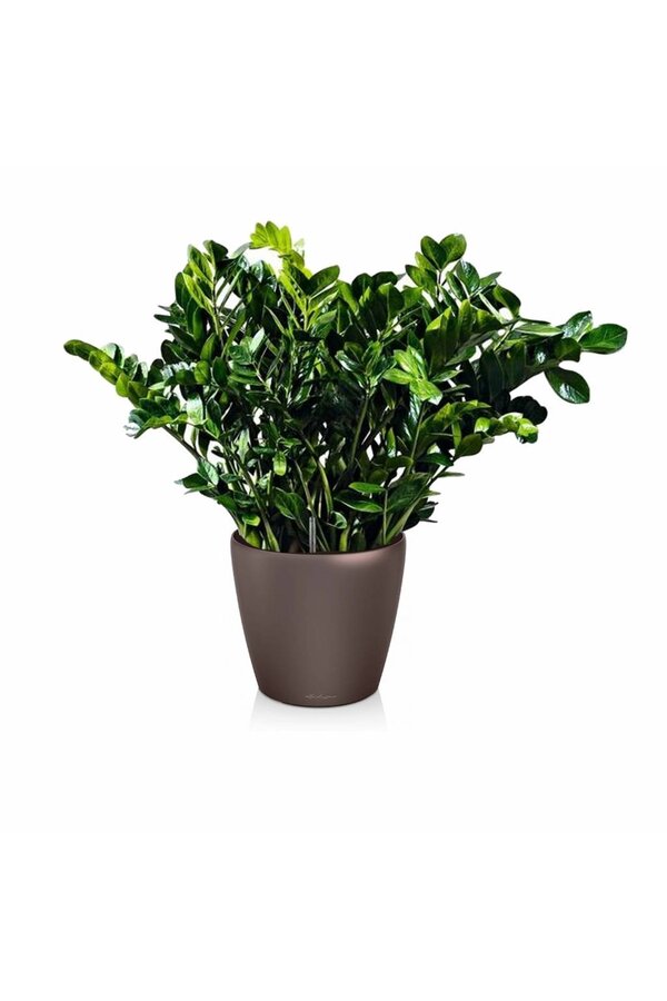 Zamioculcas dans le Classico de l'autogestion