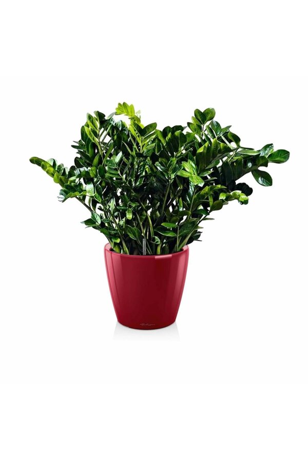 Zamioculcas dans le Classico de l'autogestion