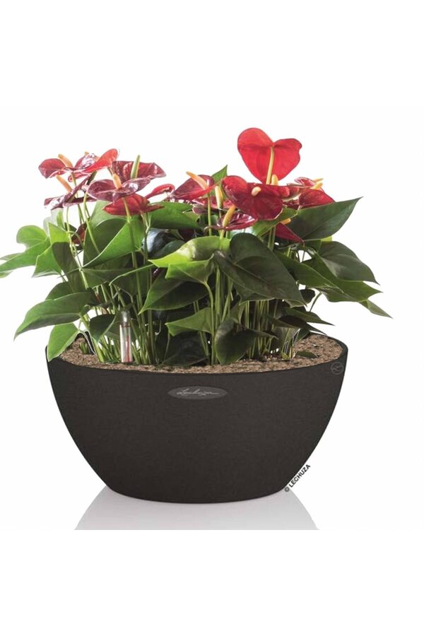 Anthuriums dans un cubeto à arrosage automatique