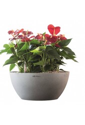 Anthuriums dans un cubeto à arrosage automatique