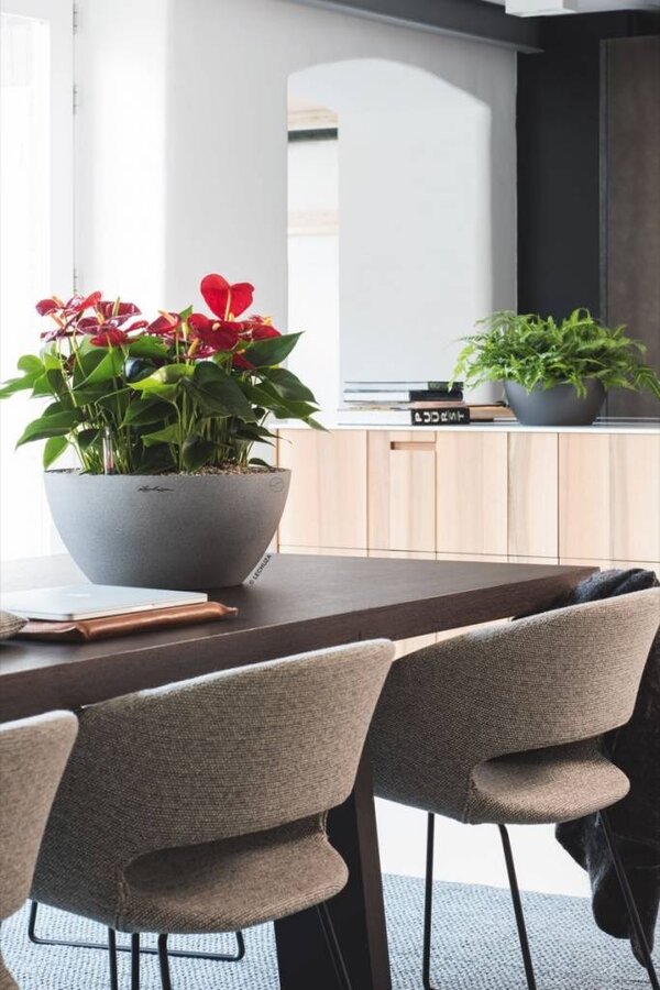 Anthuriums dans un cubeto à arrosage automatique