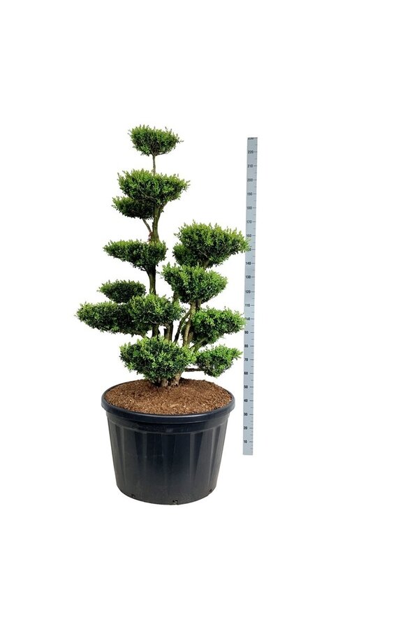 Buxus sempervirens