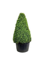 Buxus sempervirens