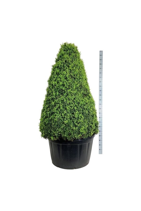 Buxus sempervirens