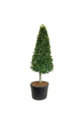 Hêtre Fagus sylvatica