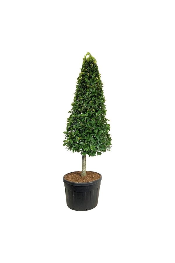 Hêtre Fagus sylvatica