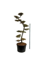 Hêtre Nothofagus antarctica