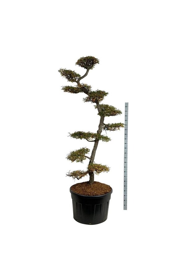 Hêtre Nothofagus antarctica