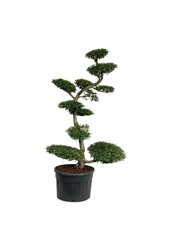 Hêtre Nothofagus antarctica