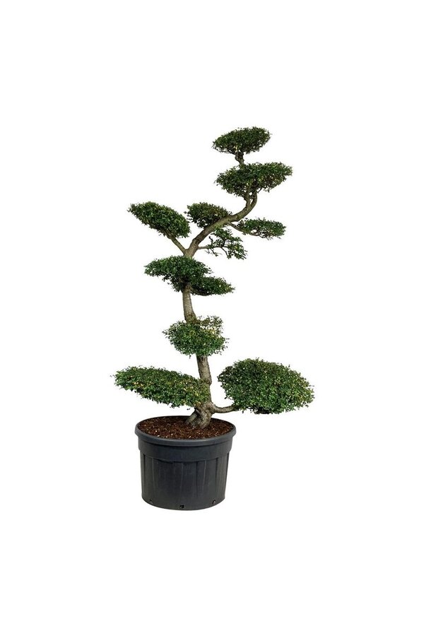 Hêtre Nothofagus antarctica