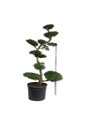 Hêtre Nothofagus antarctica