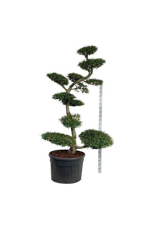 Hêtre Nothofagus antarctica