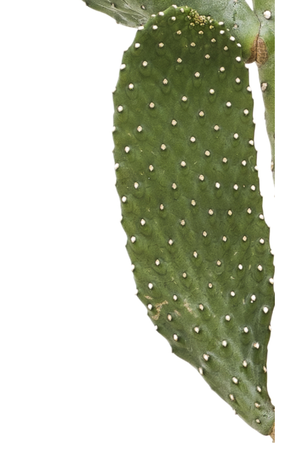 Opuntia