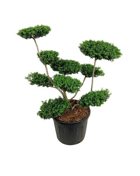 Ilex Crenata