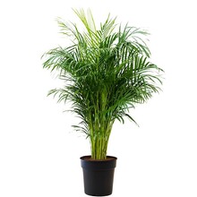 Areca