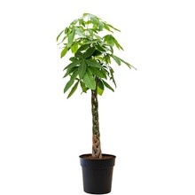 Pachira Aquatica